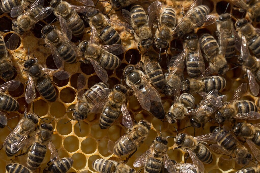 apis mellifera reine et ouvrières pixabay license umsiedlungen pixabay