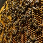 Abeilles 2